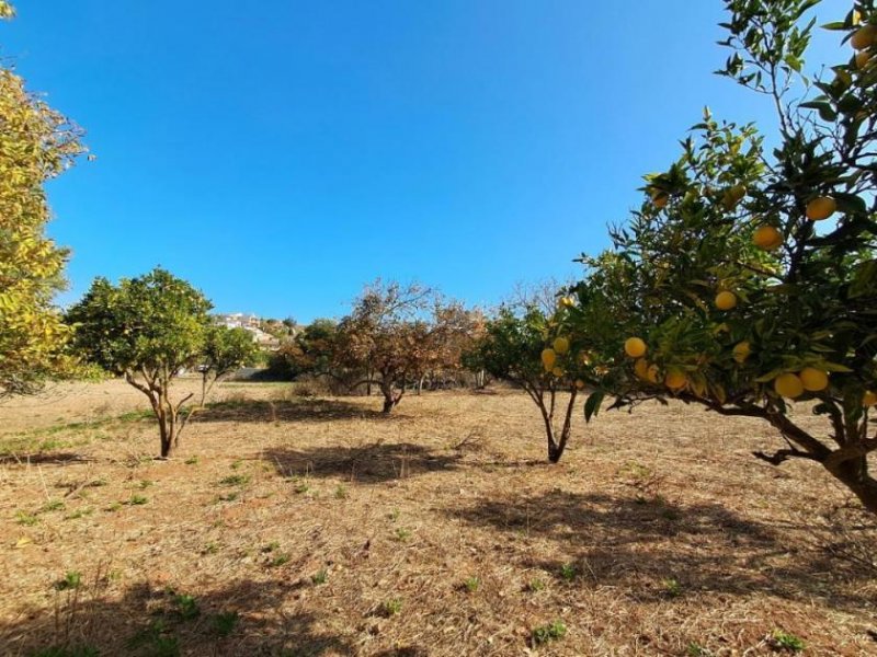 Armeni bei Chania MIT VIDEO: Kreta, Armeni bei Chania: Erstklassiges Baugrundstück mit Bergblick, Obstgarten und Strandnähe Grundstück kaufen